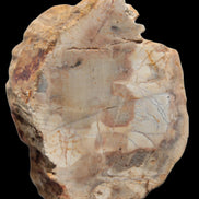 Petrified Wood Fossil slice from Madagascar 58g in sunlight - Rocks and Things Store