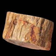 Petrified Wood Fossil slice from Madagascar 58g in sunlight - Rocks and Things Store