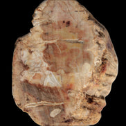 Petrified Wood Fossil slice from Madagascar 58g in sunlight - Rocks and Things Store