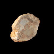 Petrified Wood Fossil slice from Madagascar 58g in sunlight - Rocks and Things Store