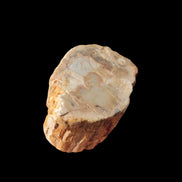 Petrified Wood Fossil slice from Madagascar 58g in sunlight - Rocks and Things Store