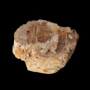 Petrified Wood Fossil slice from Madagascar 58g in sunlight - Rocks and Things Store