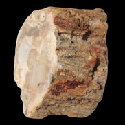 Petrified Wood Fossil slice from Madagascar 58g in sunlight - Rocks and Things Store