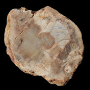 Petrified Wood Fossil slice from Madagascar 58g Rocks and Things