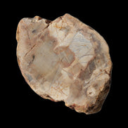 Petrified Wood Fossil slice from Madagascar 58g in sunlight - Rocks and Things Store