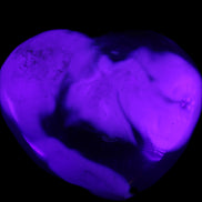 Whale Agate heart 257g in UV light - Rocks and Things Store