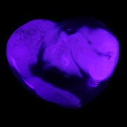 Whale Agate heart 257g in UV light - Rocks and Things Store