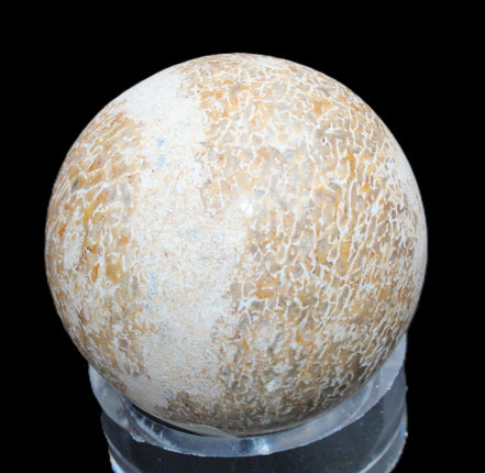 Dinosaur Bone fossil sphere 51mm 166g in sunlight - Rocks and Things Store