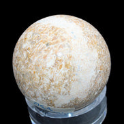 Dinosaur Bone fossil sphere 51mm 166g in sunlight - Rocks and Things Store