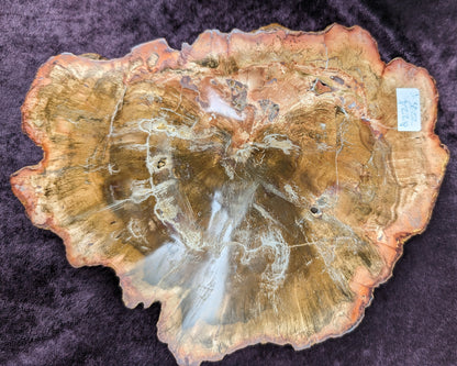 Petrified Wood slice from Madagascar 903g