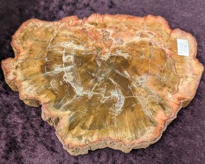 Petrified Wood slice from Madagascar 903g