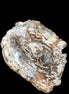 Petrified Wood slice from Madagascar 650g - Rocks and Things Store