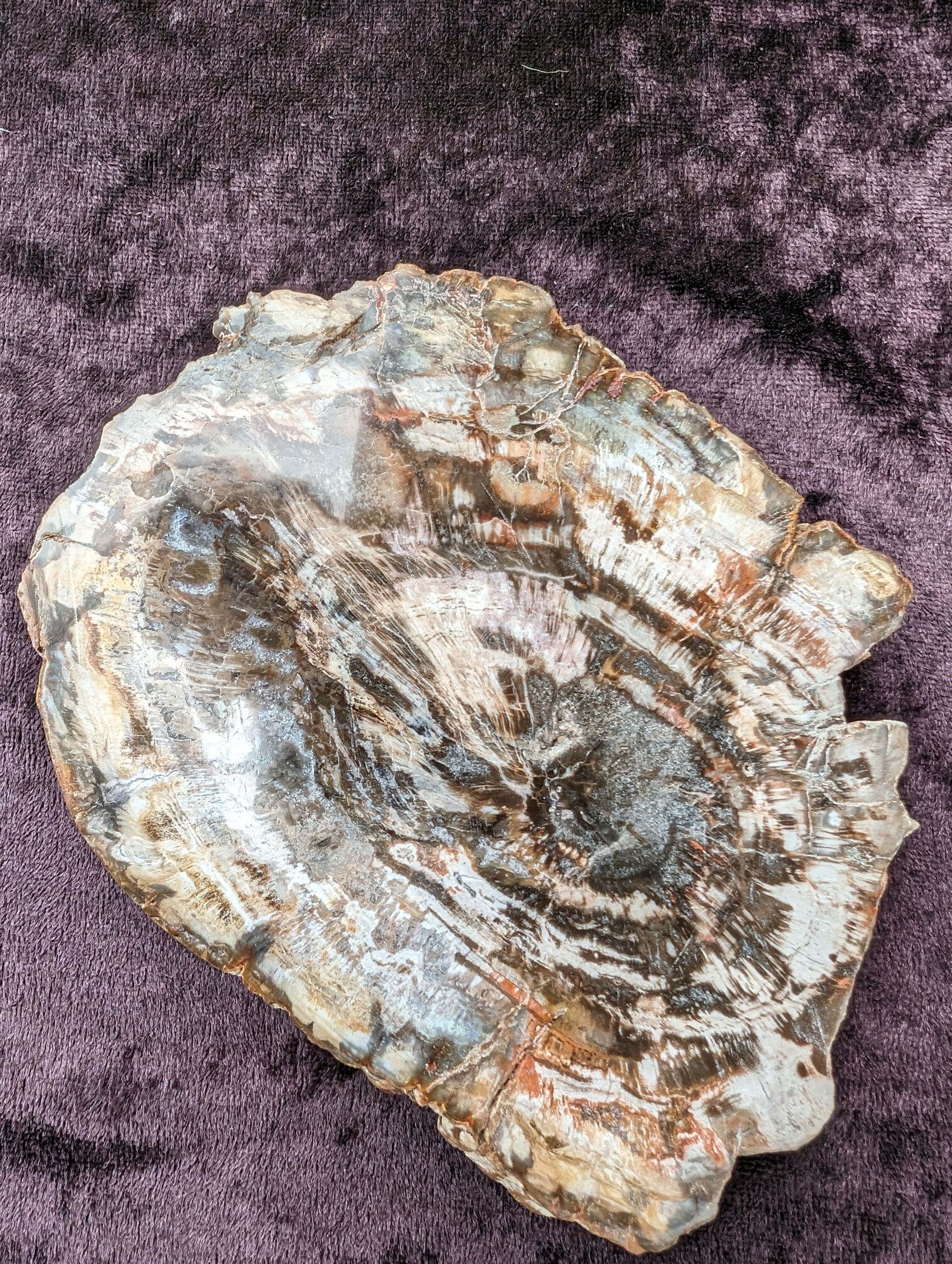 Petrified Wood slice from Madagascar 650g Rocks and Things