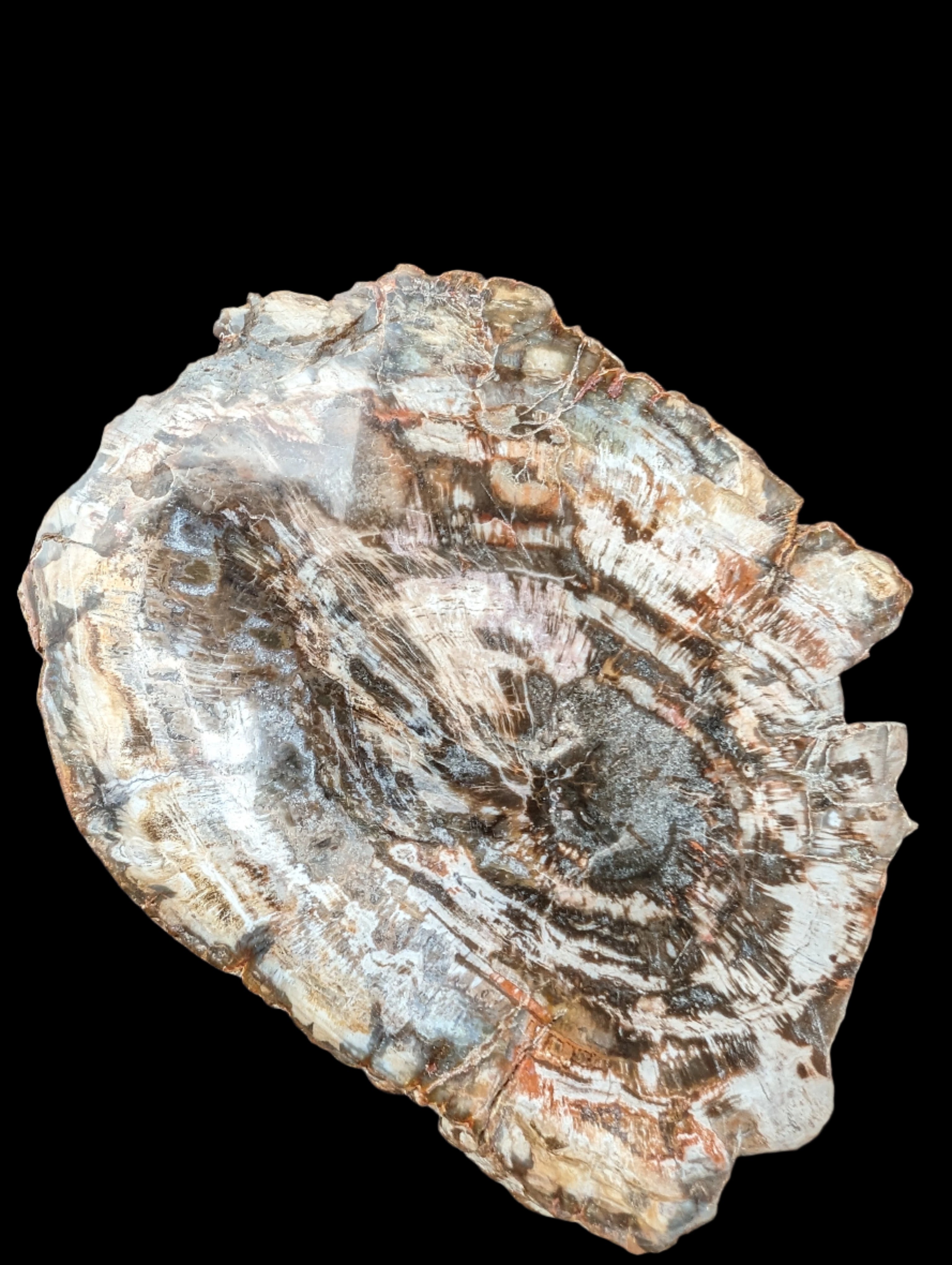 Petrified Wood slice from Madagascar 650g - Rocks and Things Store