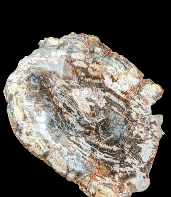 Petrified Wood slice from Madagascar 650g - Rocks and Things Store