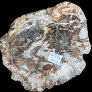 Petrified Wood slice from Madagascar 650g - Rocks and Things Store