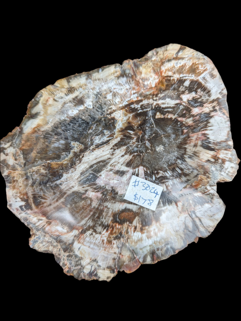 Petrified Wood slice from Madagascar 650g - Rocks and Things Store