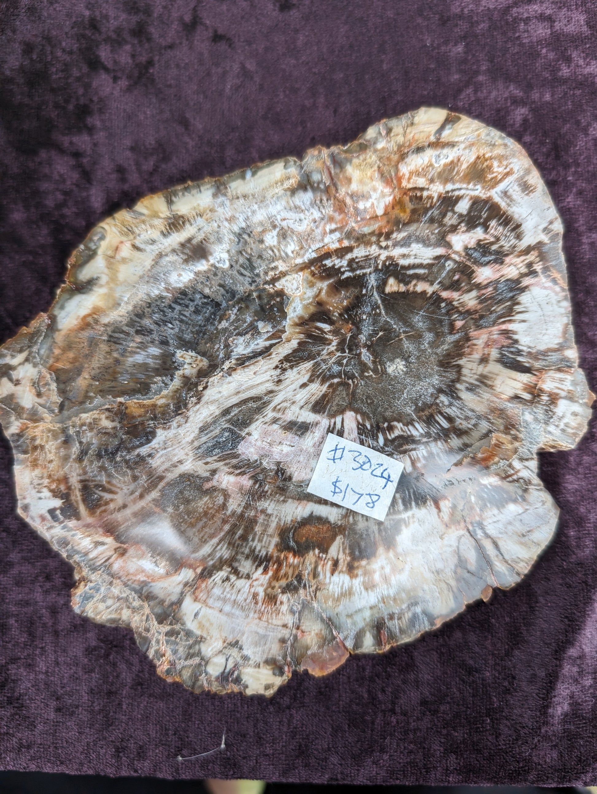 Petrified Wood slice from Madagascar 650g Rocks and Things