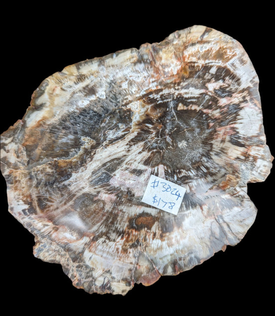 Petrified Wood slice from Madagascar 650g - Rocks and Things Store