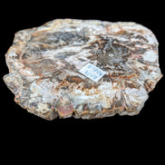 Petrified Wood slice from Madagascar 650g Rocks and Things