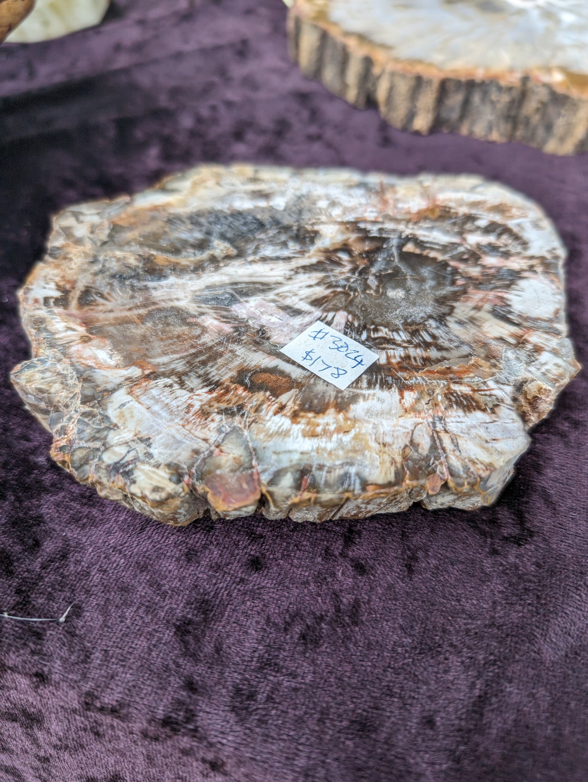 Petrified Wood slice from Madagascar 650g Rocks and Things