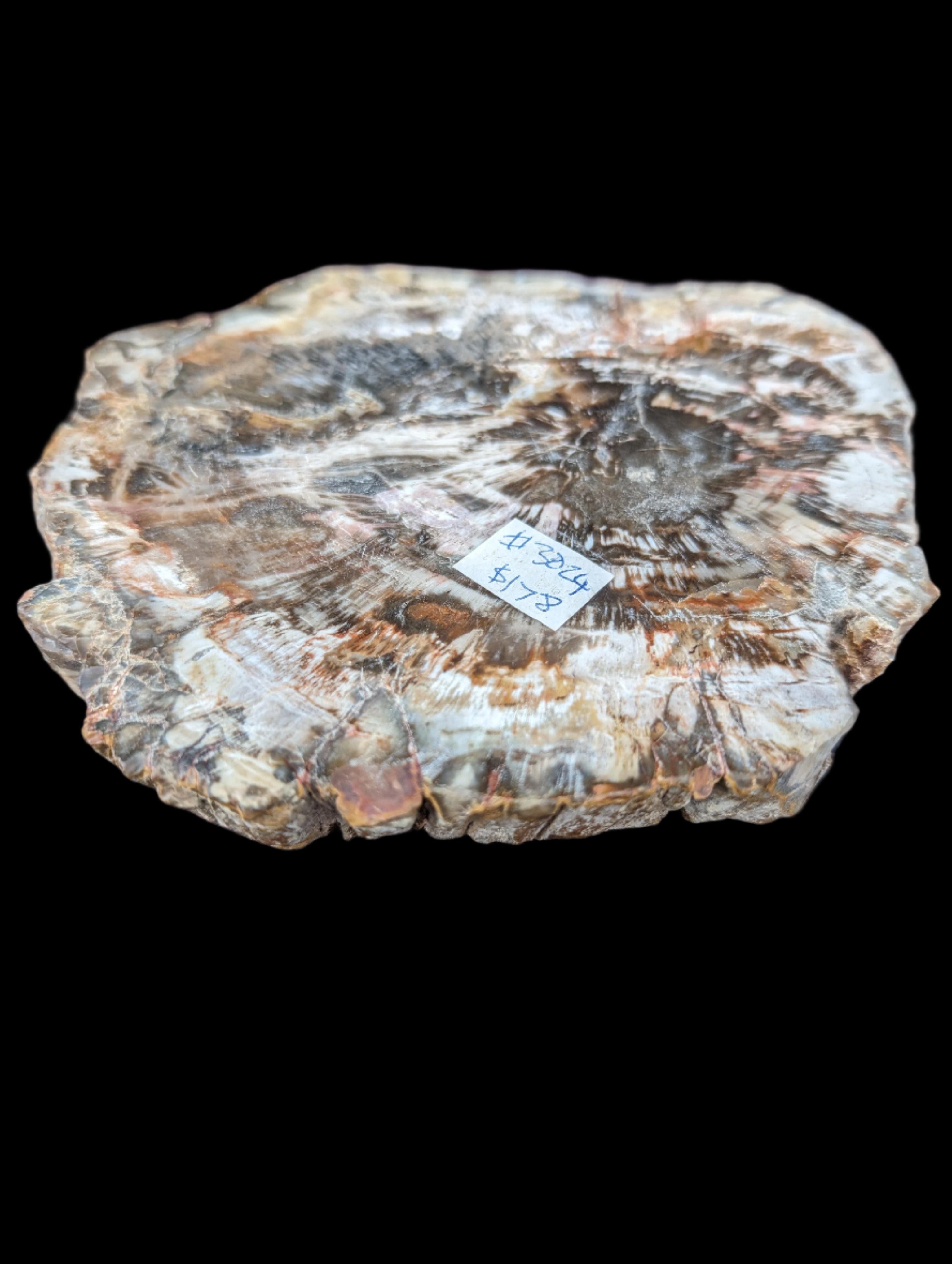 Petrified Wood slice from Madagascar 650g Rocks and Things