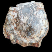 Petrified Wood slice from Madagascar 650g - Rocks and Things Store