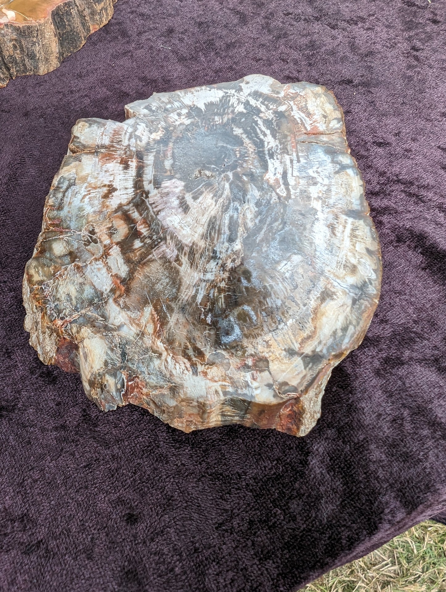 Petrified Wood slice from Madagascar 650g Rocks and Things