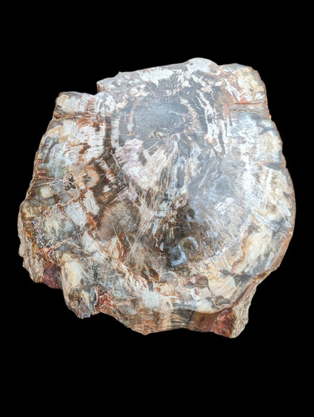 Petrified Wood slice from Madagascar 650g - Rocks and Things Store