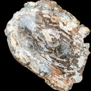 Petrified Wood slice from Madagascar 650g - Rocks and Things Store