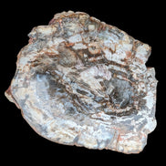 Petrified Wood slice from Madagascar 650g - Rocks and Things Store