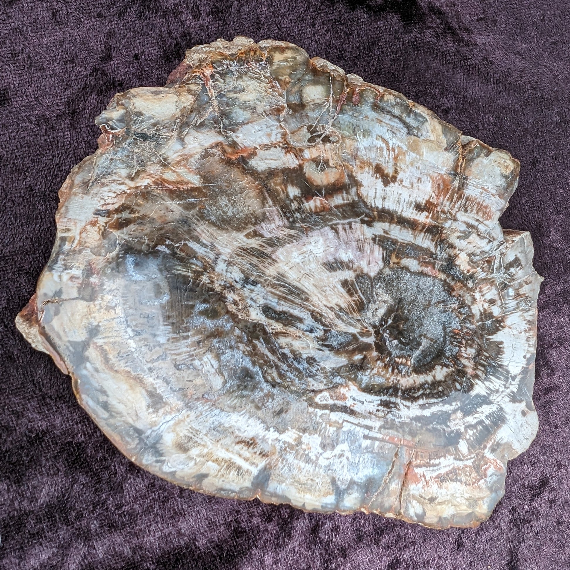 Petrified Wood slice from Madagascar 650g Rocks and Things