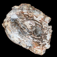 Petrified Wood slice from Madagascar 650g - Rocks and Things Store
