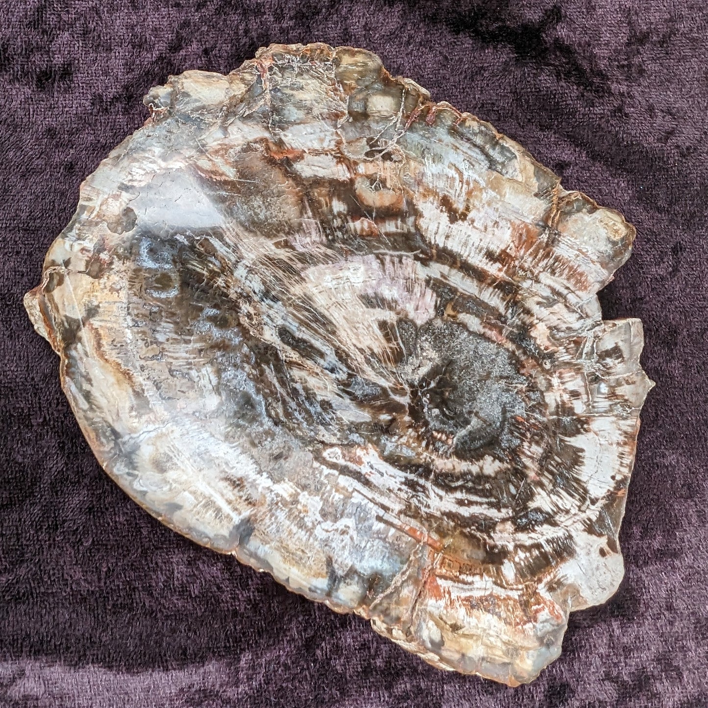 Petrified Wood slice from Madagascar 650g Rocks and Things