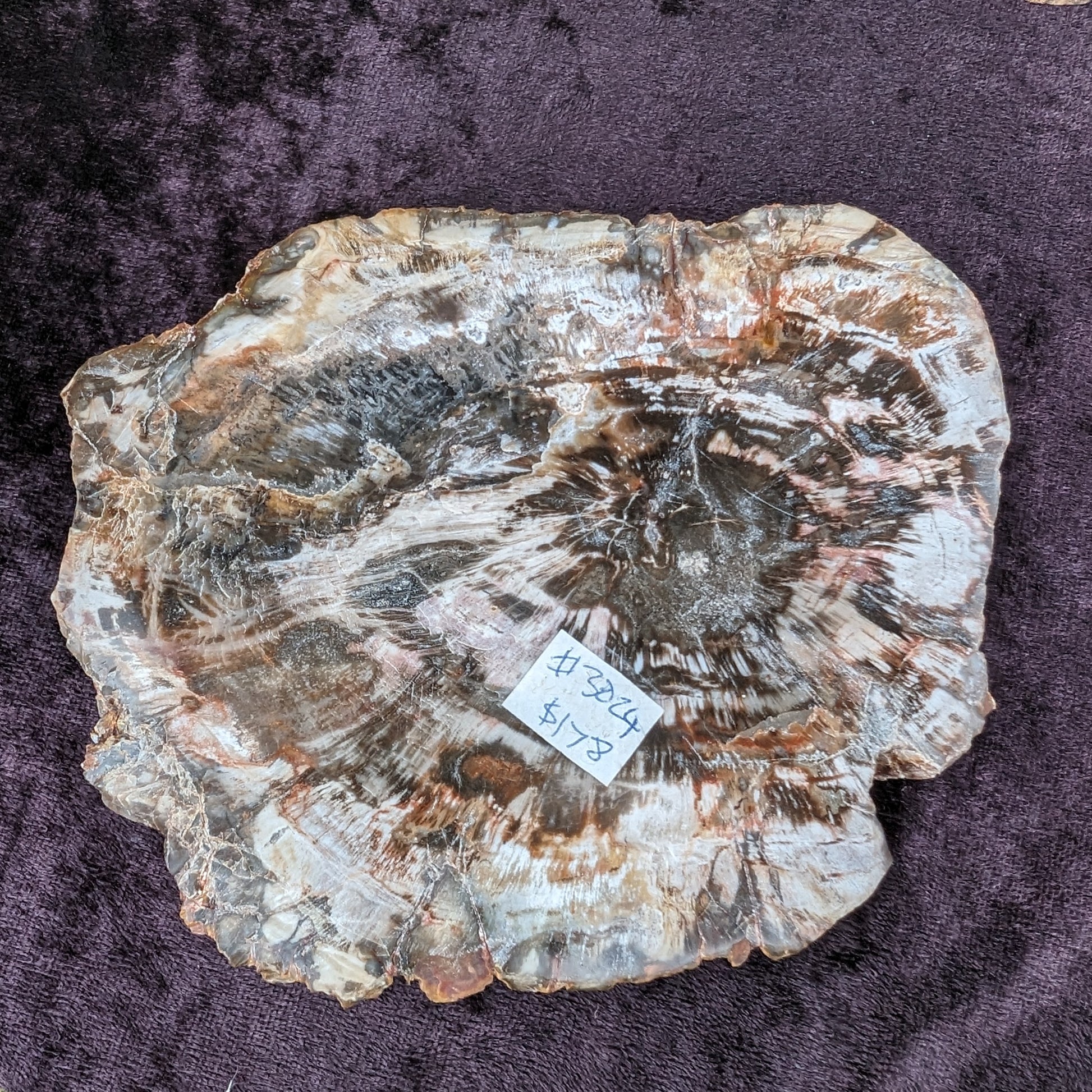 Petrified Wood slice from Madagascar 650g Rocks and Things