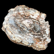Petrified Wood slice from Madagascar 650g - Rocks and Things Store