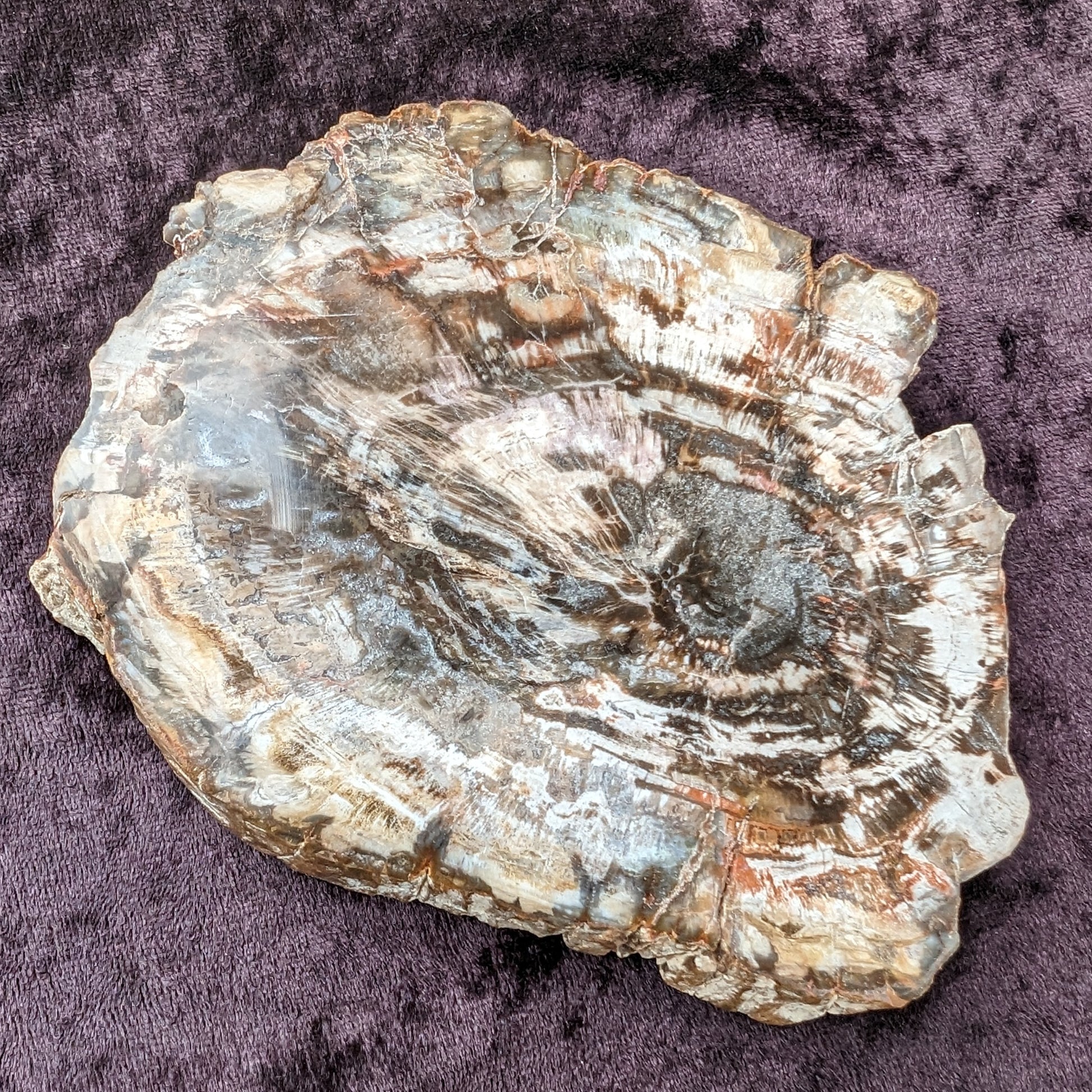 Petrified Wood slice from Madagascar 650g Rocks and Things