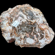 Petrified Wood slice from Madagascar 650g - Rocks and Things Store
