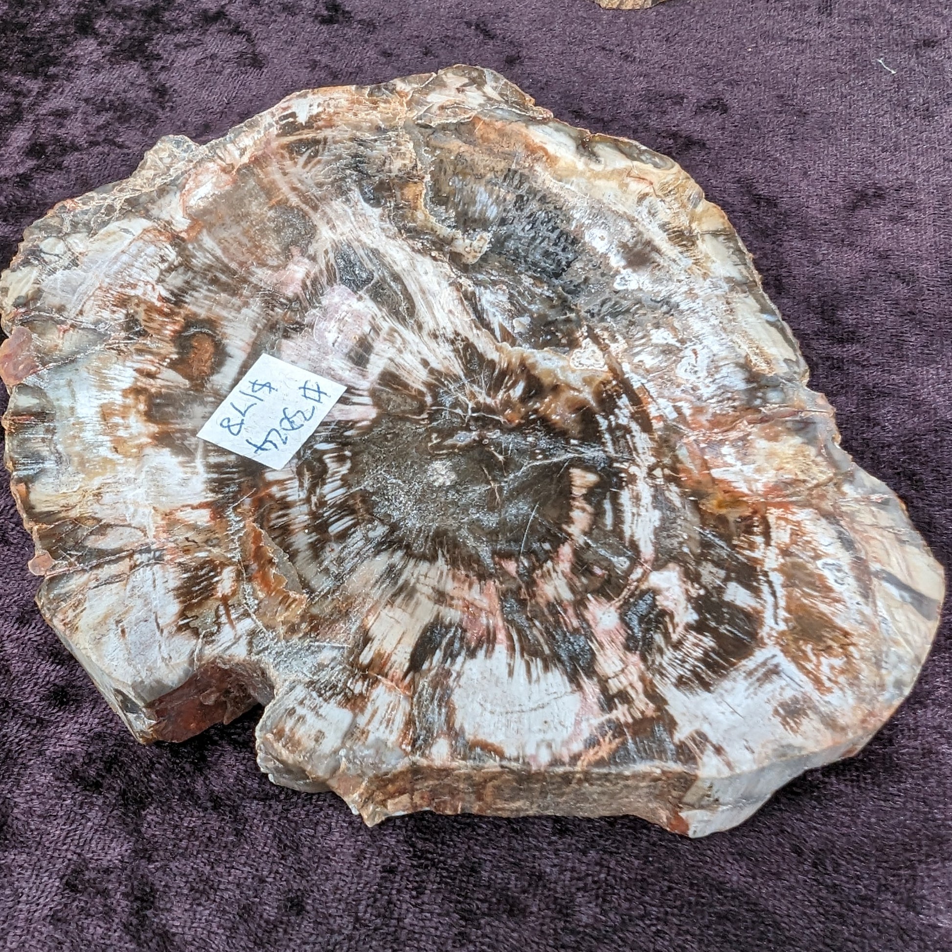 Petrified Wood slice from Madagascar 650g Rocks and Things