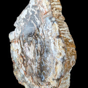 Petrified Wood slice from Madagascar 650g - Rocks and Things Store
