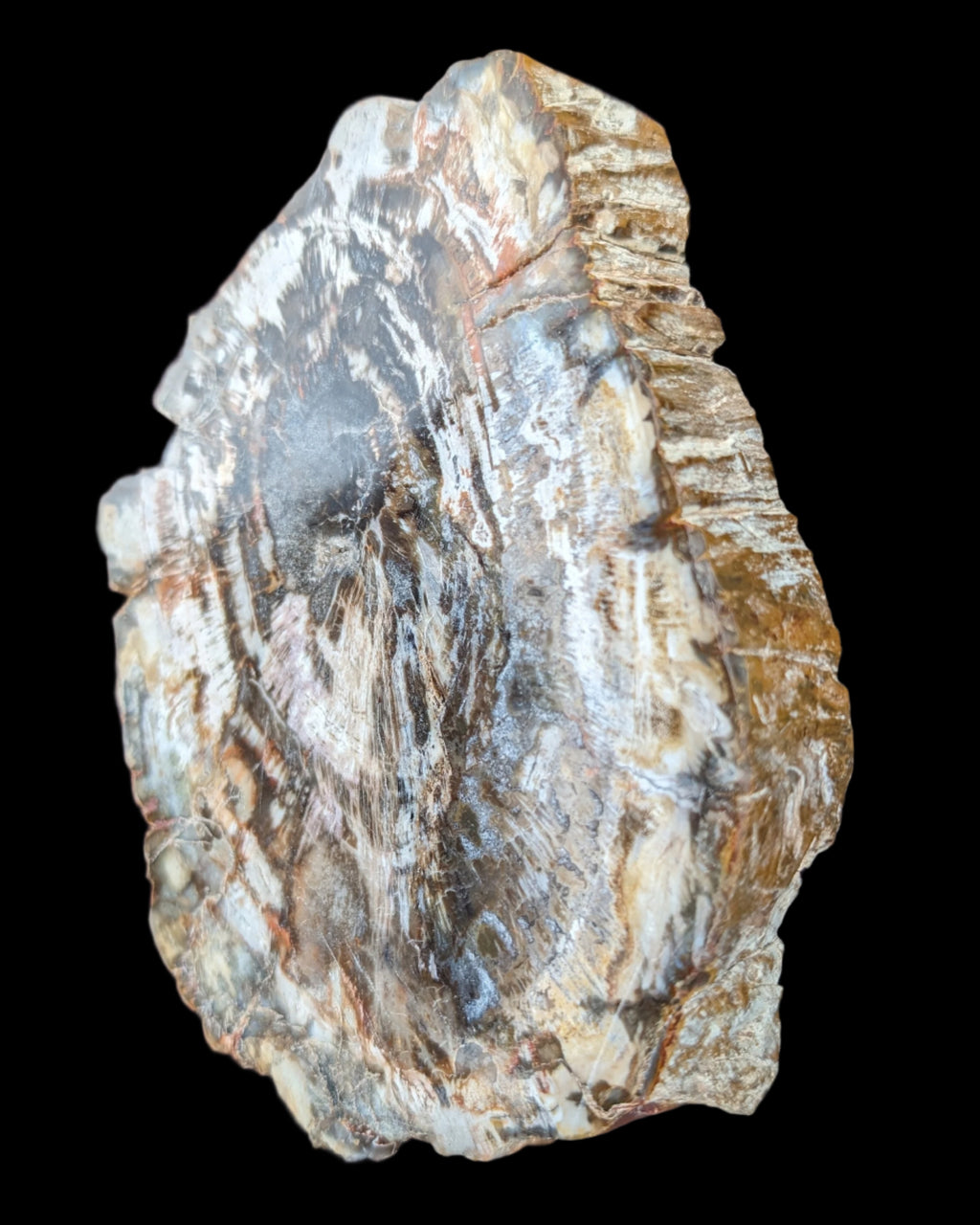 Petrified Wood slice from Madagascar 650g - Rocks and Things Store