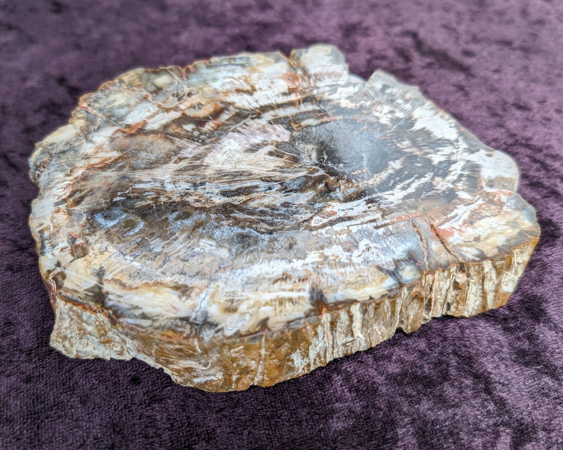 Petrified Wood slice from Madagascar 650g Rocks and Things