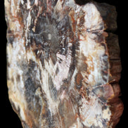 Petrified Wood slice from Madagascar 650g - Rocks and Things Store