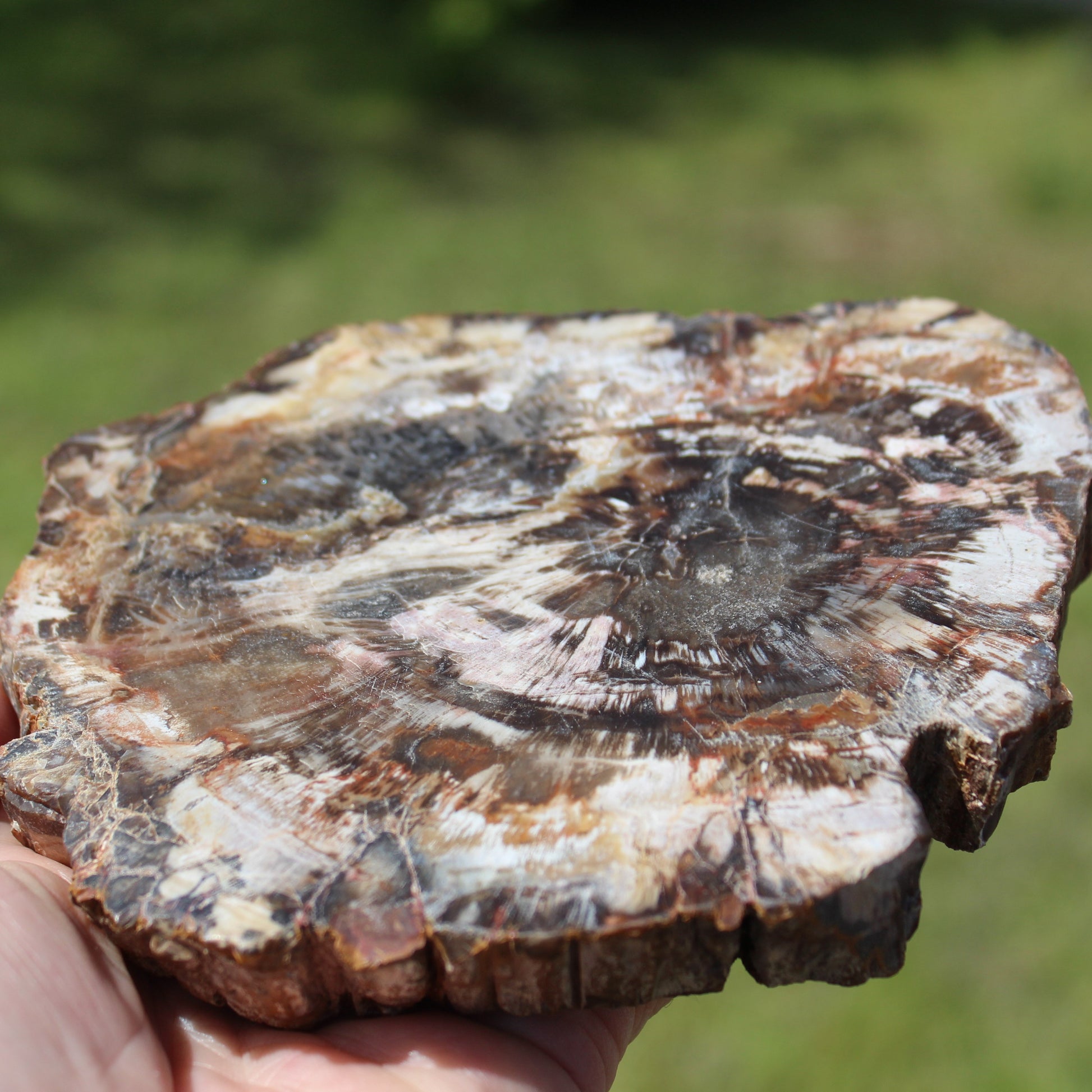 Petrified Wood slice from Madagascar 650g Rocks and Things