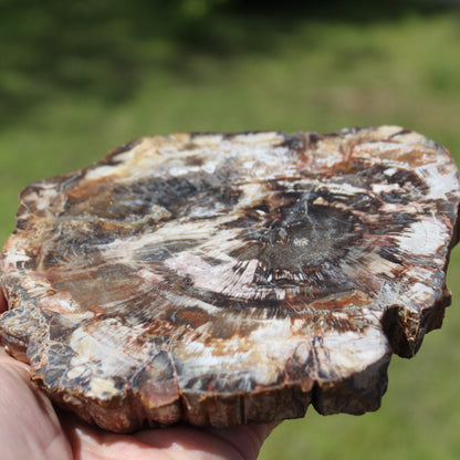 Petrified Wood slice from Madagascar 650g Rocks and Things