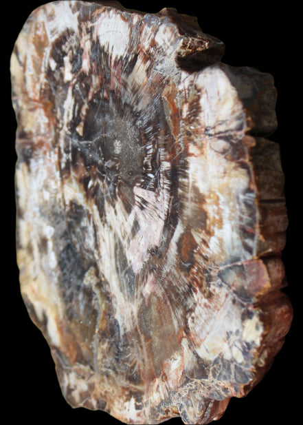 Petrified Wood slice from Madagascar 650g - Rocks and Things Store