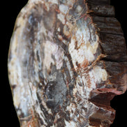 Petrified Wood slice from Madagascar 650g - Rocks and Things Store