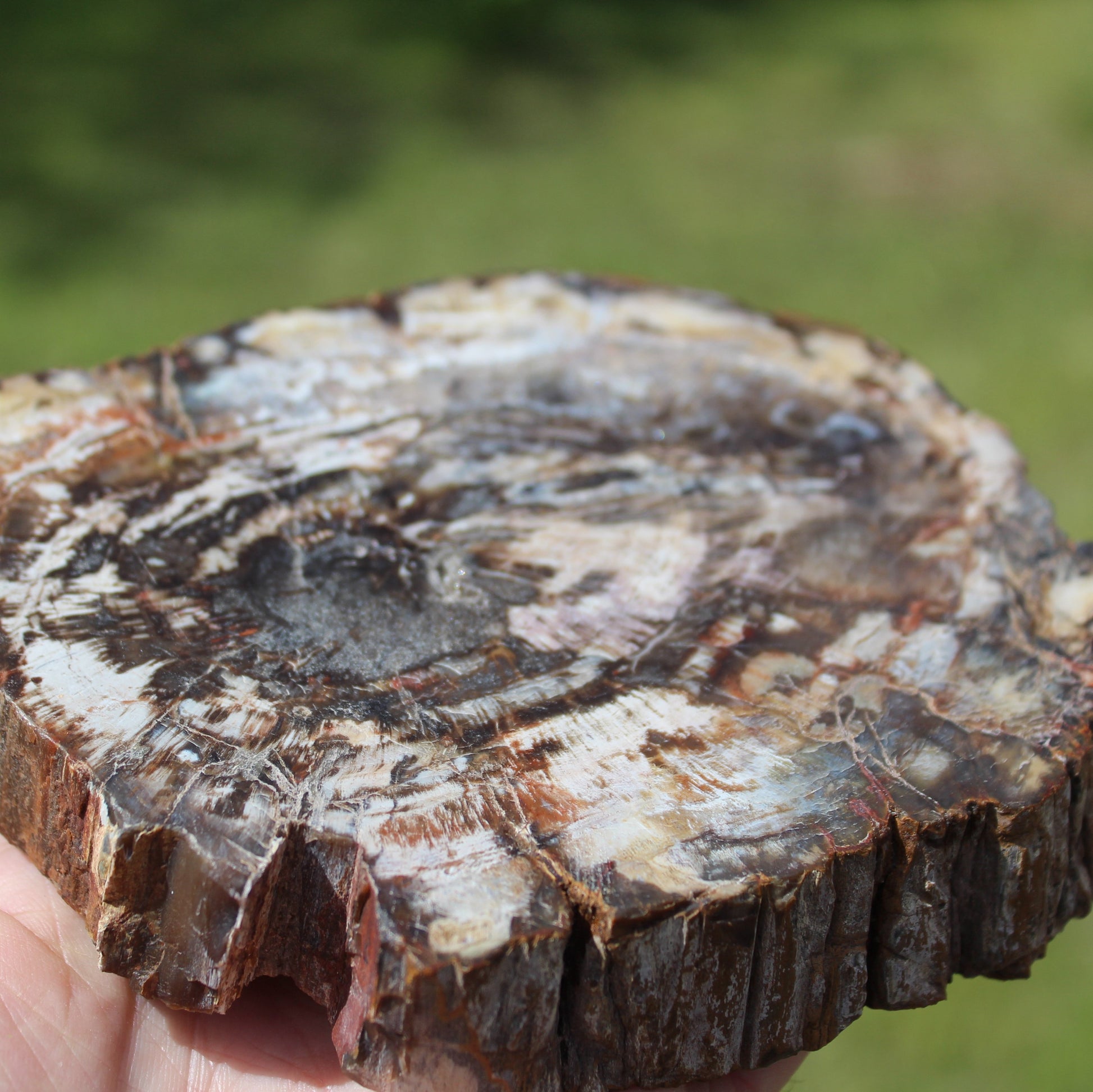 Petrified Wood slice from Madagascar 650g Rocks and Things