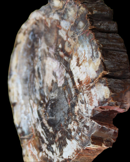Petrified Wood slice from Madagascar 650g - Rocks and Things Store
