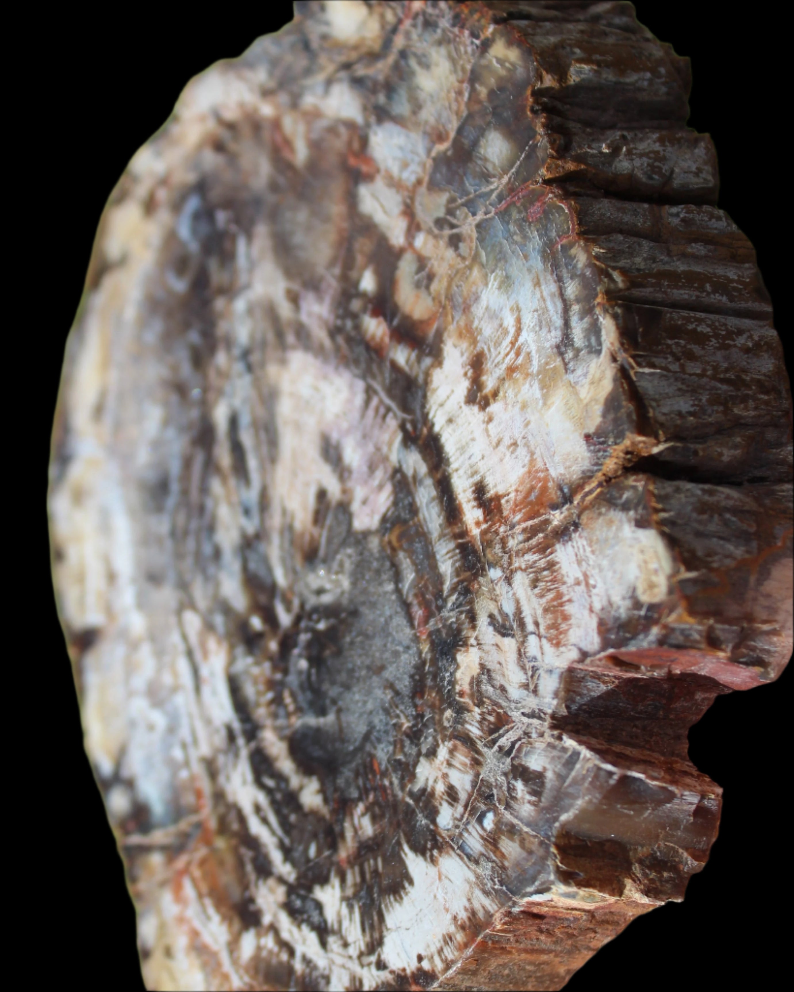 Petrified Wood slice from Madagascar 650g - Rocks and Things Store